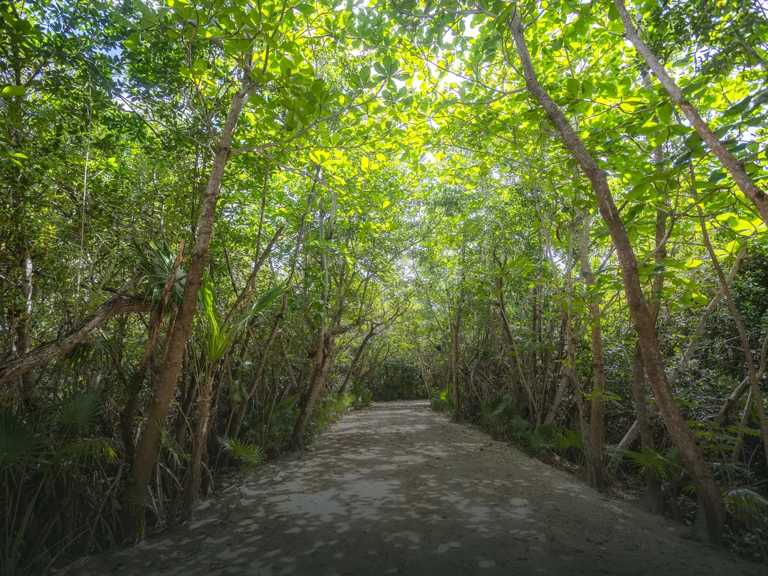 Sendero entre la vegetación de la isla de Cozumel, con luz de la mañana filtrándose entre los árboles