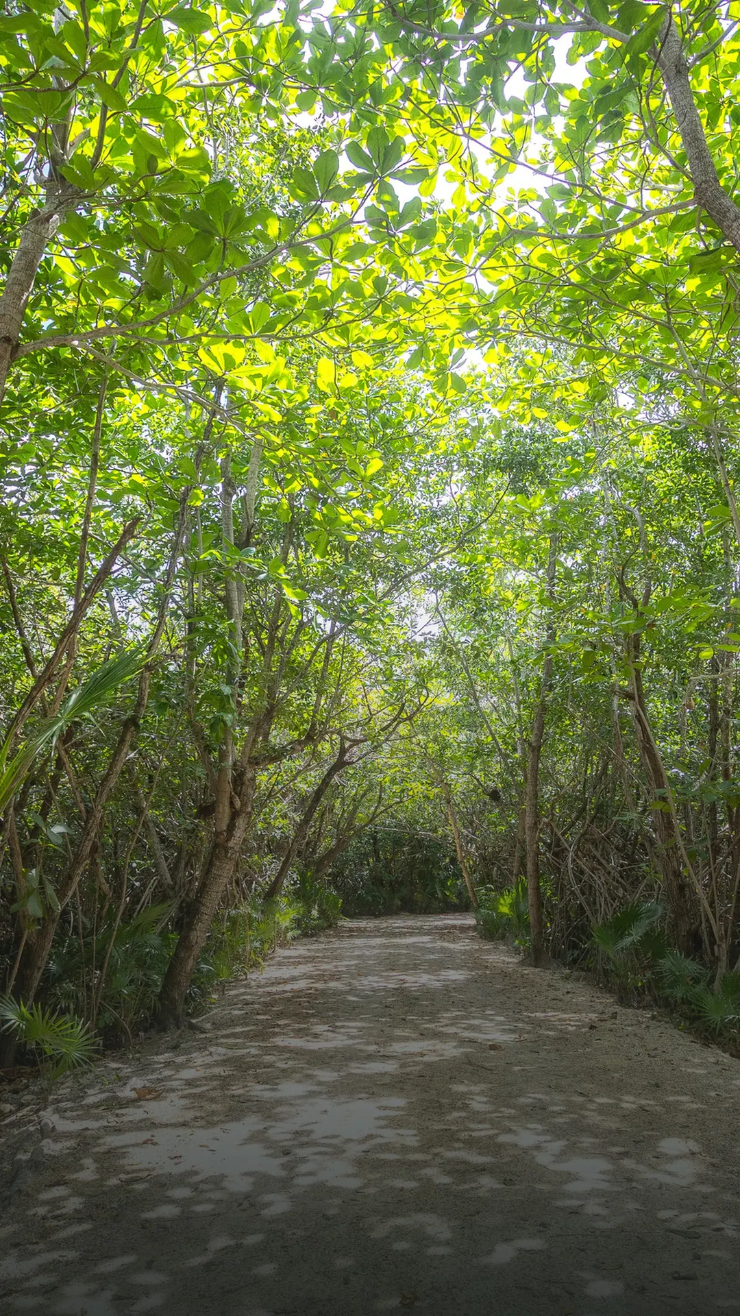 La isla